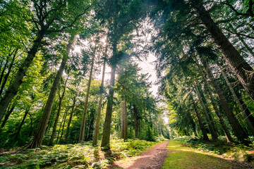 Beautiful pine forest in the New Forest National Park in Hampshire, UK 