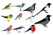 Birds of Europe and Russia: tit, Finch, bullfinch, Wagtail, Robin,nuthatch, chickadee, crow, sparrow, pigeon, magpie