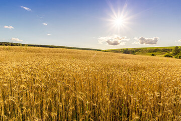 Scenic view at beautiful summer sunset in a wheaten shiny field with golden wheat and sun rays, deep blue cloudy sky and road, rows leading far away, valley landscape