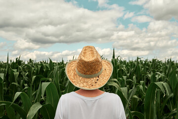 Rear view of female farmer looking at green corn maize crop field in summer