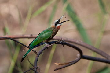white-fronted bee-eater in kruger national park