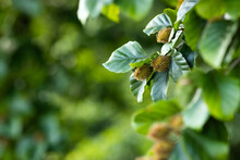 Beech Tree Branch With Beech Seeds. Beech Nuts. Summer Forest Background