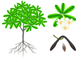 Wall Mural - Parts of a frangipani (Plumeria) plant on a white background.