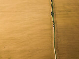 Fototapeta Dziecięca - Top view of a golden field of ripe rapeseed with a road. Harvest time