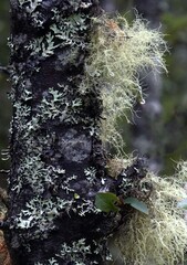 Canvas Print - Closeup shot of wild plants in the forest