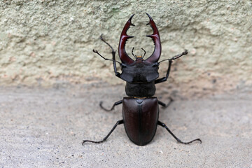 Male stag-beetle