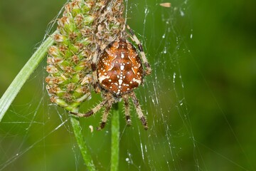 Sticker - Closeup shot of a European garden spider