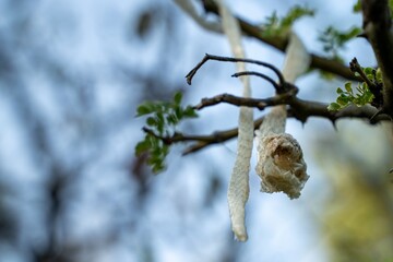 Sticker - Closeup shot of a snake's skin wrapped on a tree branch