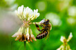 Biene auf Nektarsuche