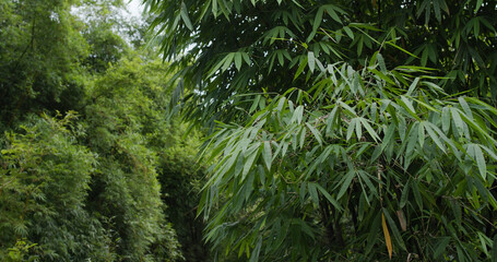 Wall Mural - Green plant tree in the forest