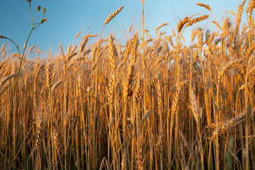 The ears of golden grains illuminated by the sun