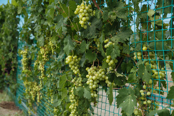 Bunch of ripe juicy grapes on a branch in bright sunlight