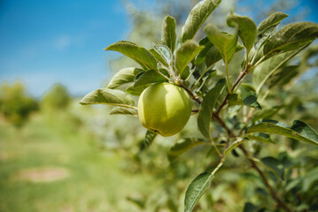 Closeup of green apples on a branch in an orchard