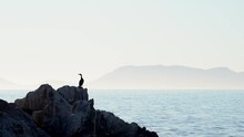 Minimalist Cormorant Silhouette In Front Of False Bay