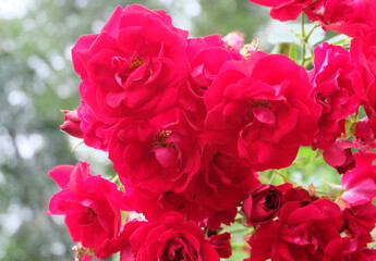 Poster - Red climbing roses in the garden in summer, macro photography, selective focus, blurred background.