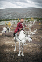 Tsaatan Boy With His Family Reindeer In Northern Mongolia