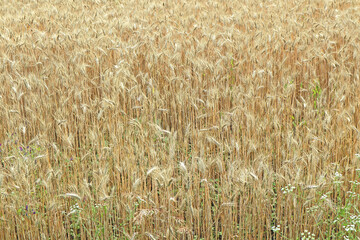 Cereal plants before harvest in summer time