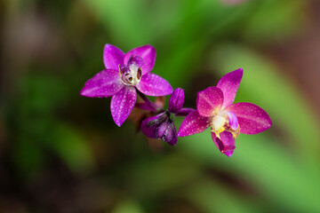 purple orchid flower