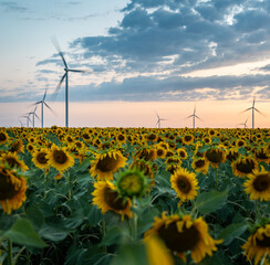 Sunflower field with wind turbines on background