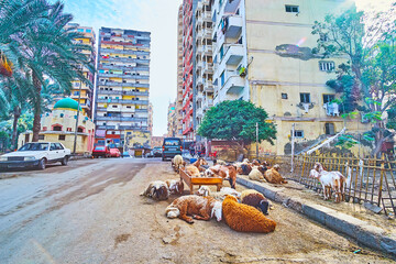 Sticker - The herd of sheep in city, Alexandria, Egypt