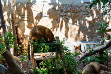 South American Coati, Nasua nasua on sunny day. Portrait of a Coati. South American coati Nasua nasua, also known as the ring-tailed coati. Looking for food on the ground