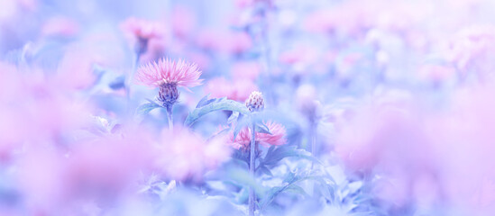 Wall Mural - delicate pink flowers toned blue background. beautiful floral art banner. selective soft focus.