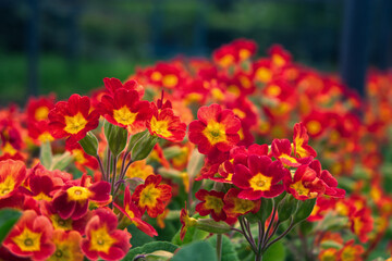 red flower