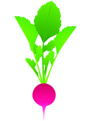 Wall Mural - Whole radishes with leaves isolated on white background.