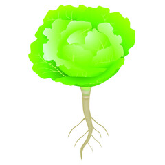 Wall Mural - Green cabbage with roots on a white background.