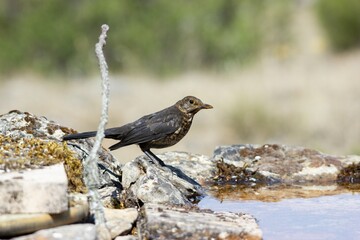 Closeup of a bird sitting on the rocks captured during the daytime in a forest