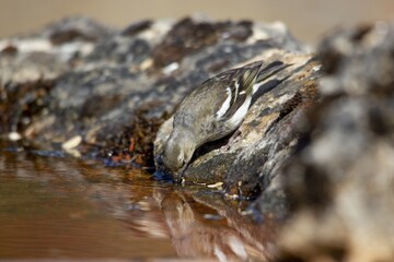 Canvas Print - Closeup of a bird drinking water from a lake