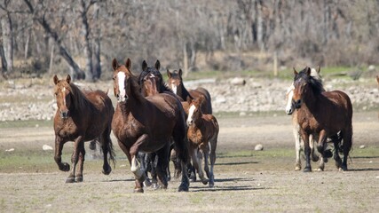 Poster - Horses running in a field captured during the daytime