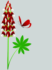 Wall Mural - flower of red lupine with leaves and a butterfly.