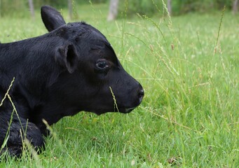 Canvas Print - Cow in a grass-covered field captured during the daytime