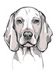 Weimaraner dog sketch. Vector illustration
