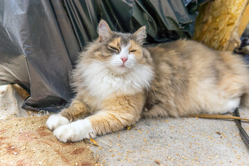 brown black fluffy Siberian cat lying in the sun. selective focus. pet. portrait