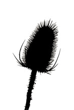 Silhouette Dry Thistle Against The Sky. Close-up