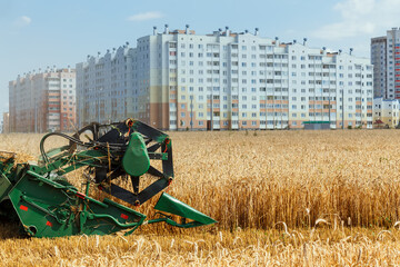 Wall Mural - The combine harvests ripe wheat in the grain field.