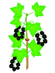 Wall Mural - Branch of black currant with berries and leaves on a white background.