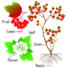 Wall Mural - An illustration showing parts of a viburnum plant.