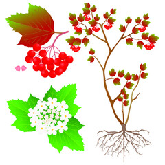 Wall Mural - Part of a viburnum plant on a white background.