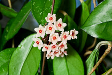 Hoya Carnosa Fluffy Flowers On A Blurred Background. Macrophotography.