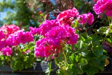 Soft Focus Of Pink Geranium Flowers Blooming At A Garden On A Sunny Day
