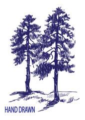 Spruce forest. Two large old firs. Tall beautiful trees. Drawing by hand in vintage style.