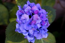 Soft Focus Of Purple Hydrangea Flowers Against A Blurry Greenery