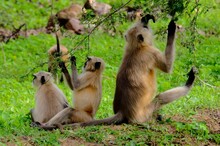 A Group Of Monkeys Eating In The Ranthambore National Park In India.