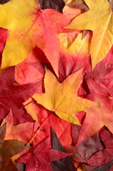 Wall Mural - Background ith group autumn orange leaves. Outdoor.