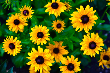 Yellow flowers rudbeckia annuals in the garden in the group