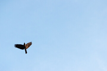 Free as a bird. Herring gull Larus argentatus winter plumage .