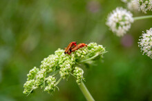 Insects Mating On A Flower - Part I